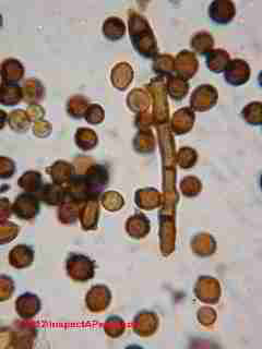Cladosporium sphaerospermum-like (C) D Friedman
